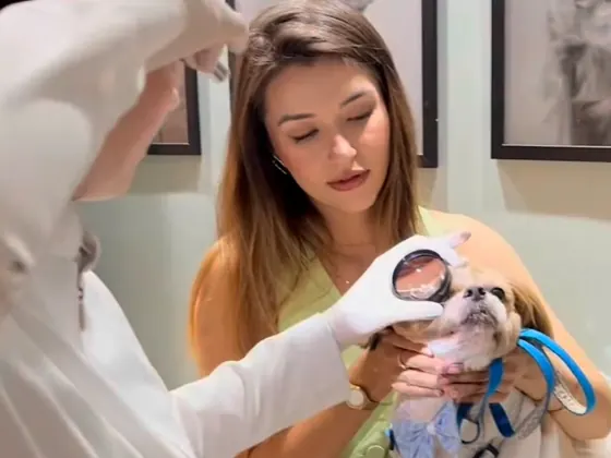 Fundoscopia indireta sendo realizada em um cão